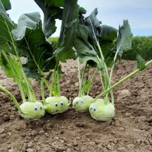 Kohlrabi