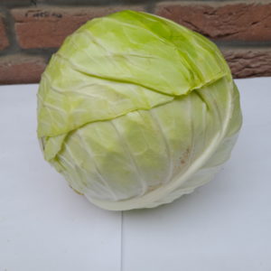 Weißkohl für Sauerkraut